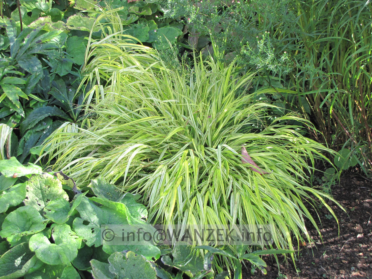 Hakonechloa macra Aureola 03.JPG